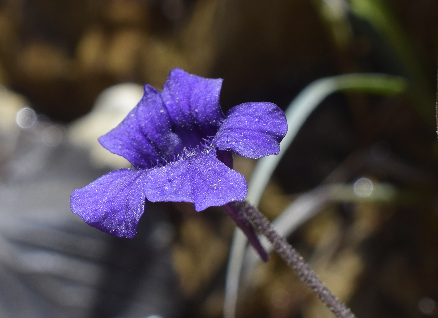 Image of Pinguicula vulgaris specimen.