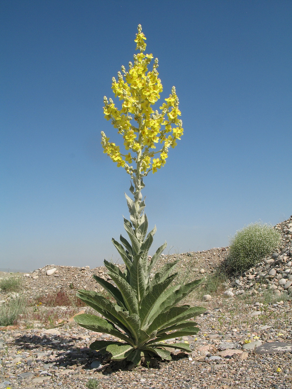 Image of Verbascum songaricum specimen.