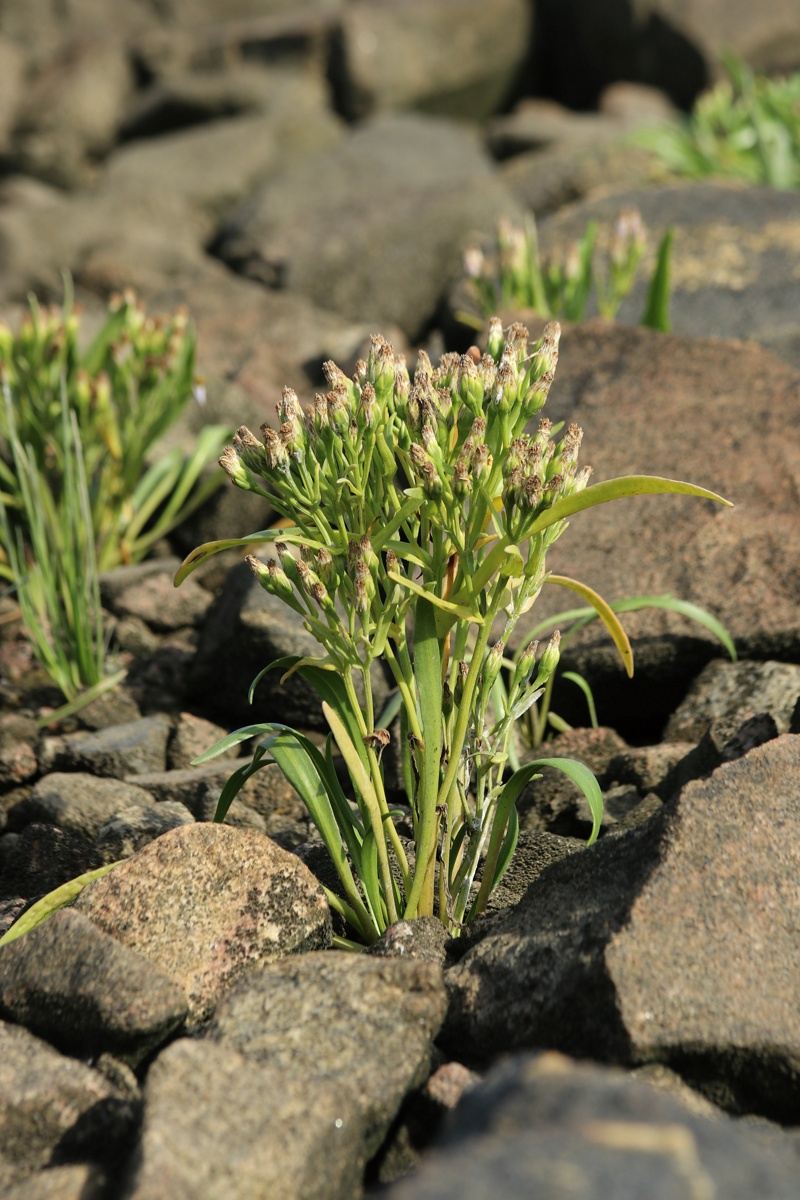 Image of Tripolium pannonicum ssp. tripolium specimen.