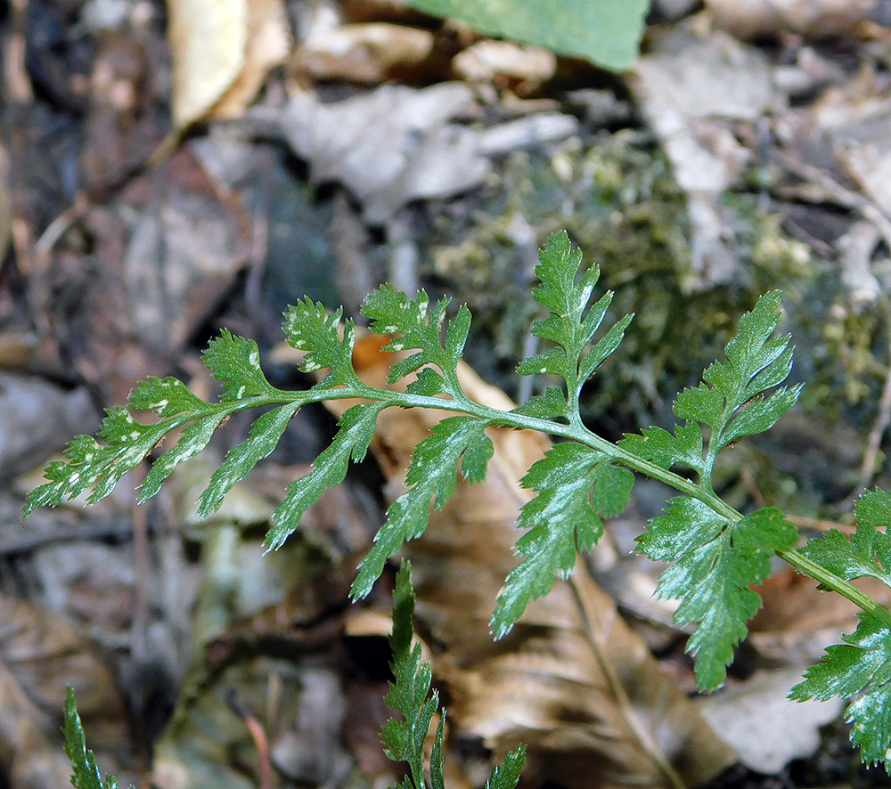 Image of Asplenium adiantum-nigrum specimen.