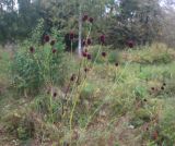 Sanguisorba officinalis