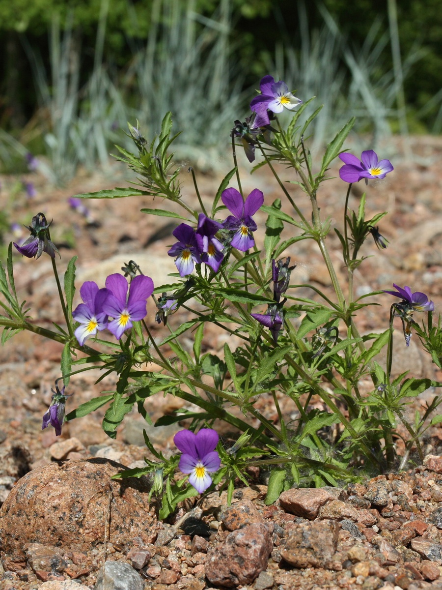 Изображение особи Viola maritima.