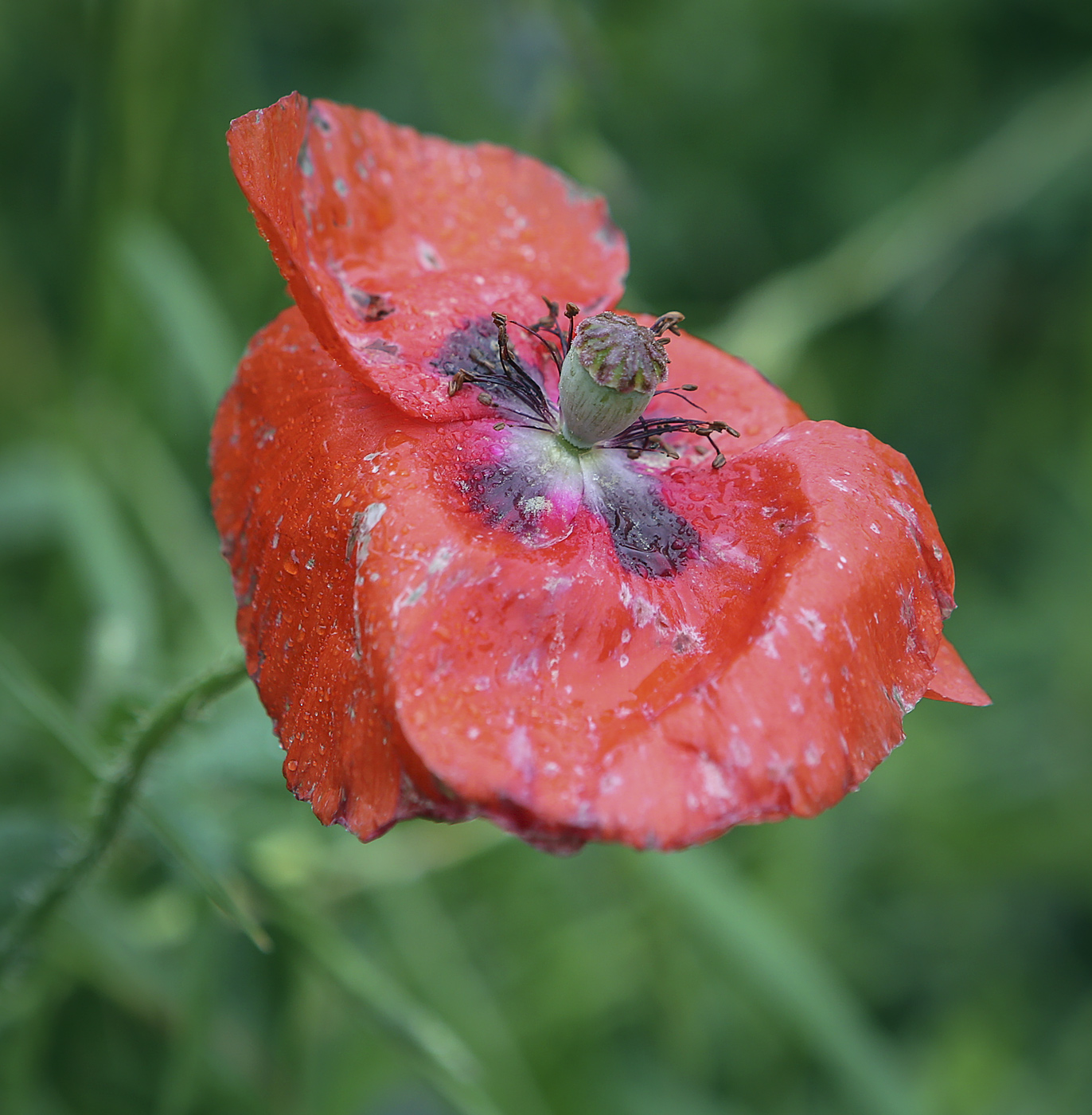 Изображение особи Papaver rhoeas.