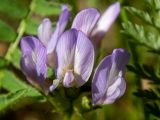 Astragalus danicus