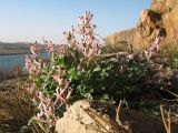 Смотреть изображение Corydalis schanginii