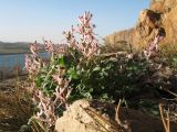 Corydalis schanginii. Цветущее растение. Казахстан, Алматинская обл., долина р. Или ниже Капчагайского вдхр., скалистый склон западной экспозиции. 31 марта 2023 г.