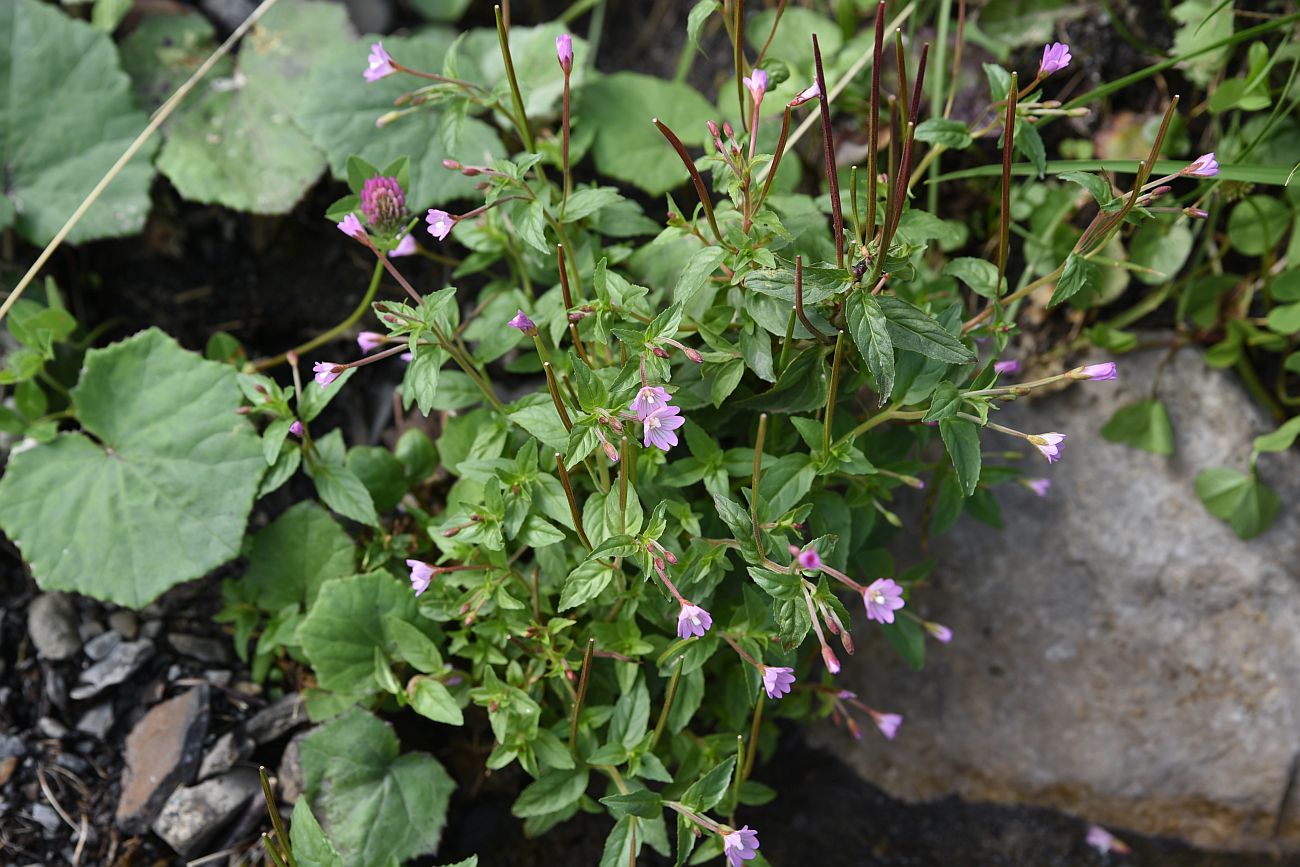 Image of Epilobium montanum specimen.