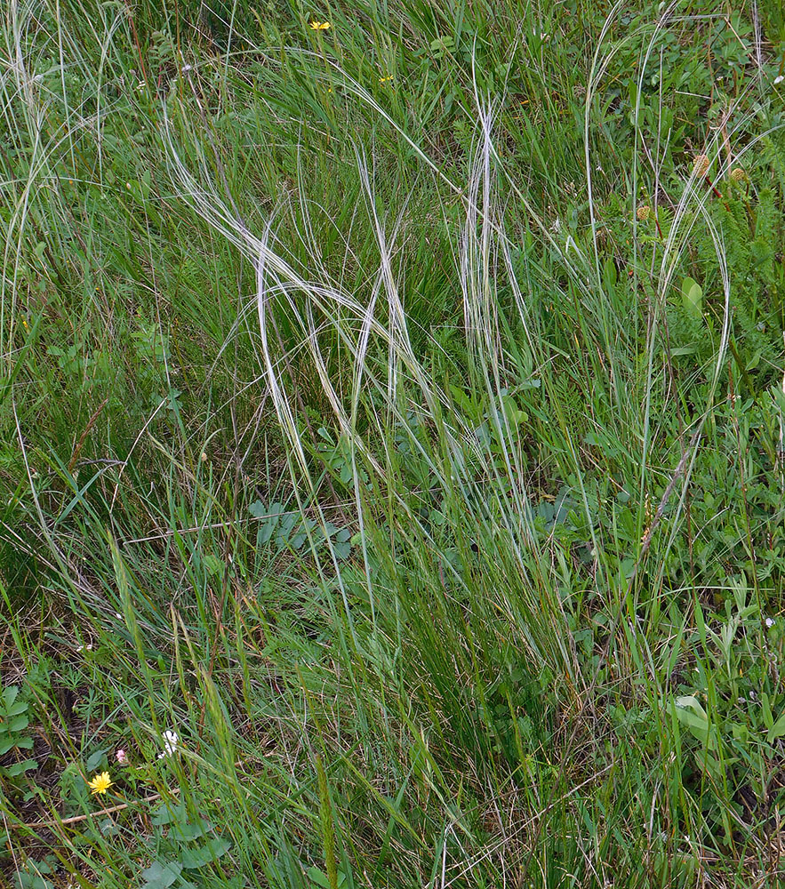 Image of Stipa lessingiana specimen.