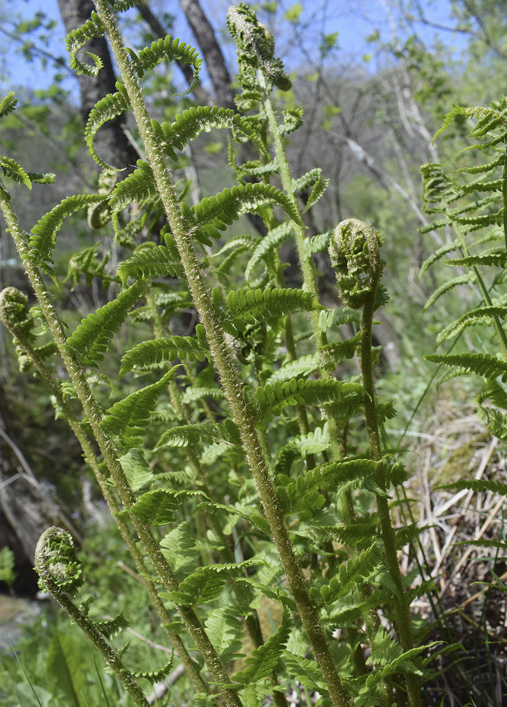 Изображение особи род Dryopteris.