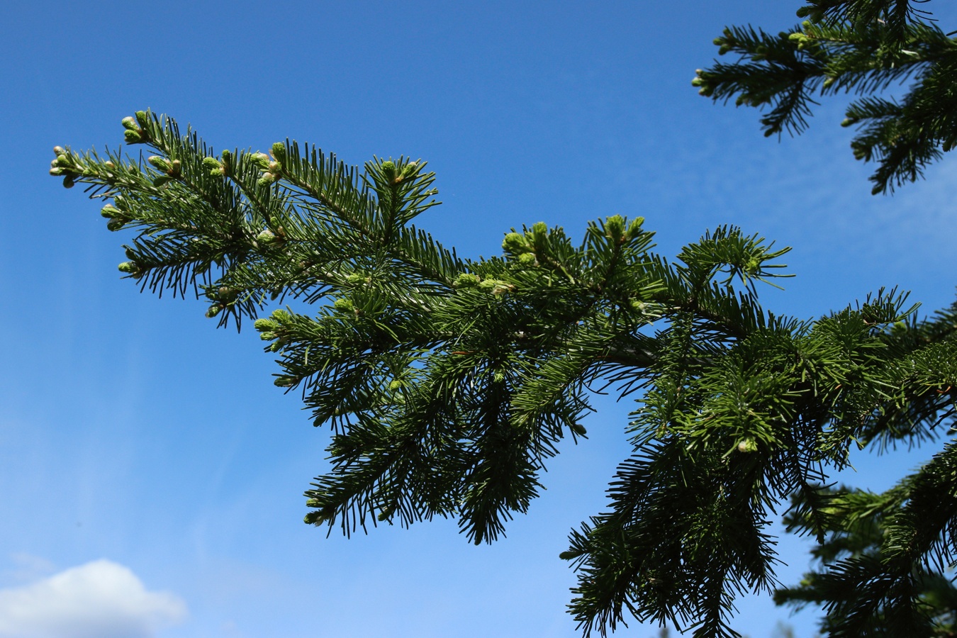 Image of Abies sibirica specimen.