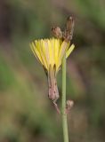 Paramicrorhynchus procumbens. Верхушка побега с цветущим и развивающимися соцветиями. Узбекистан, Ферганская обл., Язъяванский р-н, Язъяванские пески, закреплённые пески. 16 мая 2023 г.