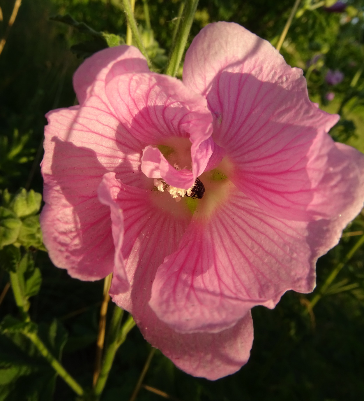 Image of Malva thuringiaca specimen.
