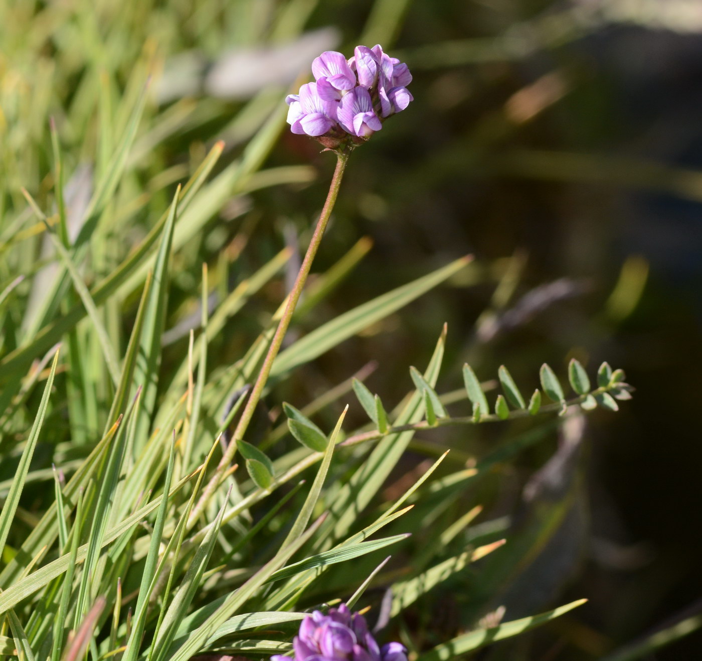 Image of familia Fabaceae specimen.