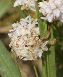 Cuscuta epithymum. Часть побега с соцветием на побеге Genistella sagittalis. Испания, автономное сообщество Каталония, провинция Жирона, комарка Рипольес, муниципалитет Мольо, плато в окр. горного приюта les Saleres de Caderget (1720 м н.у.м), скальный выход на субальпийском лугу. 13.08.2023.