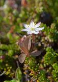 Trientalis europaea. Верхушка цветущего растения. Мурманская обл., Кольский р-н, сельское поселение Териберка, о. Кильдин, западный берег оз. Могильное, вороничная тундра. 24.06.2023.