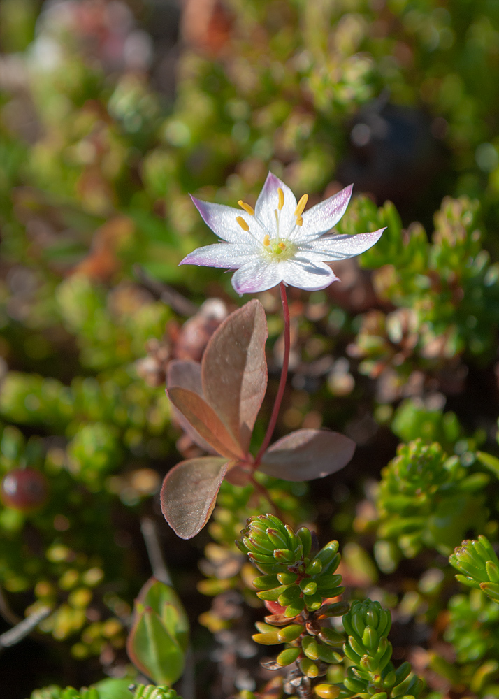 Изображение особи Trientalis europaea.