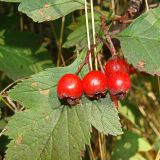 Crataegus maximowiczii. Соплодие. Хабаровский край, окр. г. Комсомольск-на-Амуре, опушка леса. 28.08.2023.