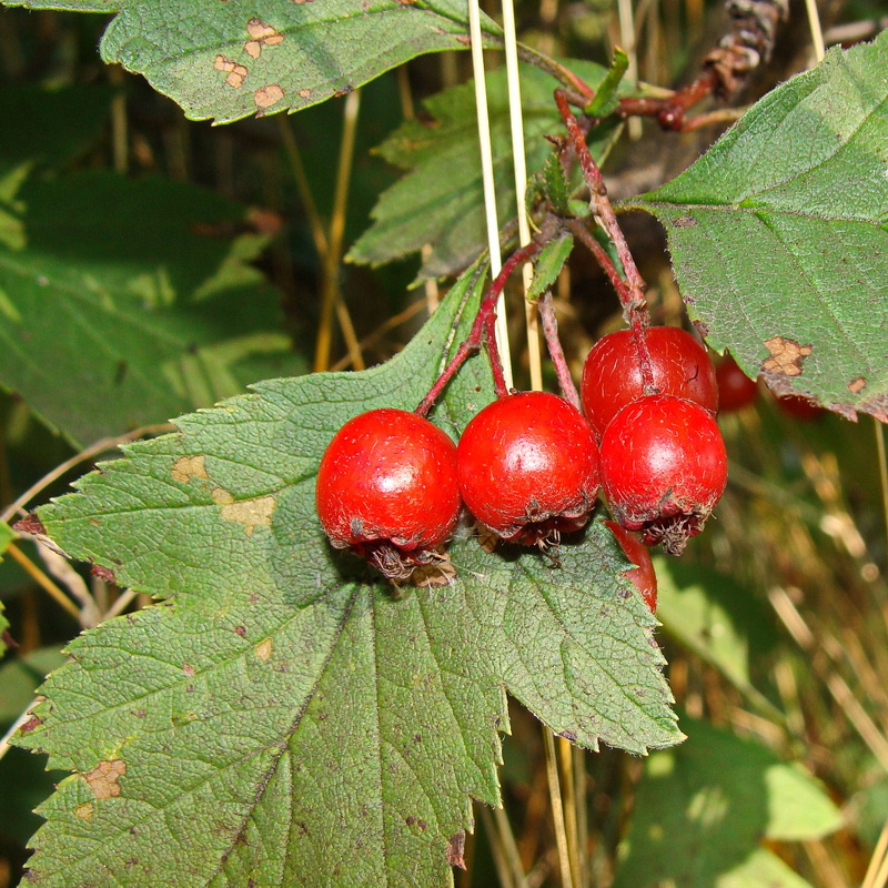 Изображение особи Crataegus maximowiczii.