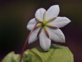 Trientalis arctica