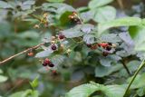 Rubus nessensis. Верхушка плодоносящего растения. Чувашия, Шемуршинский р-н, НП \"Чаваш вармане\". 16 августа 2009 г.