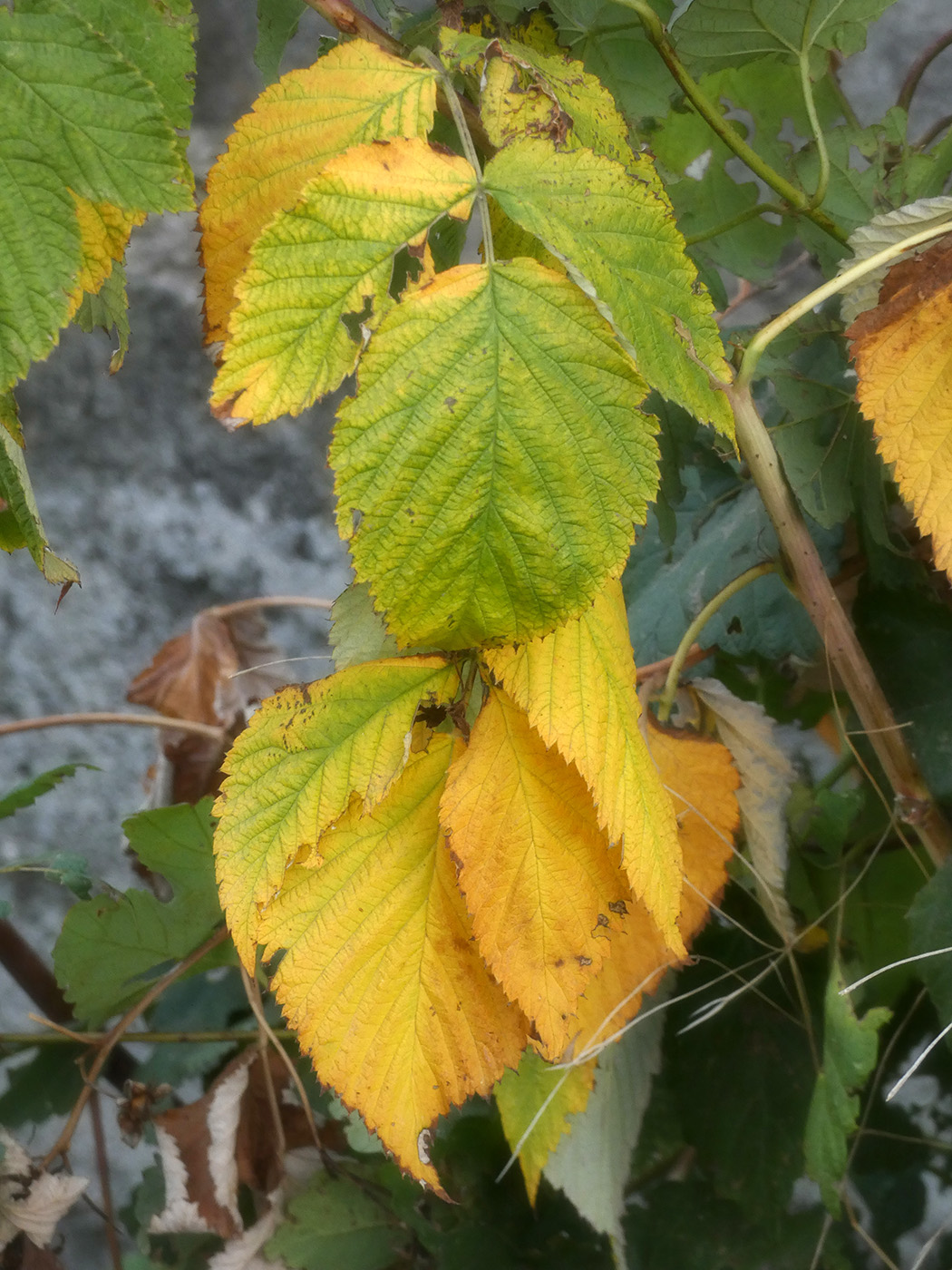 Изображение особи Rubus idaeus.