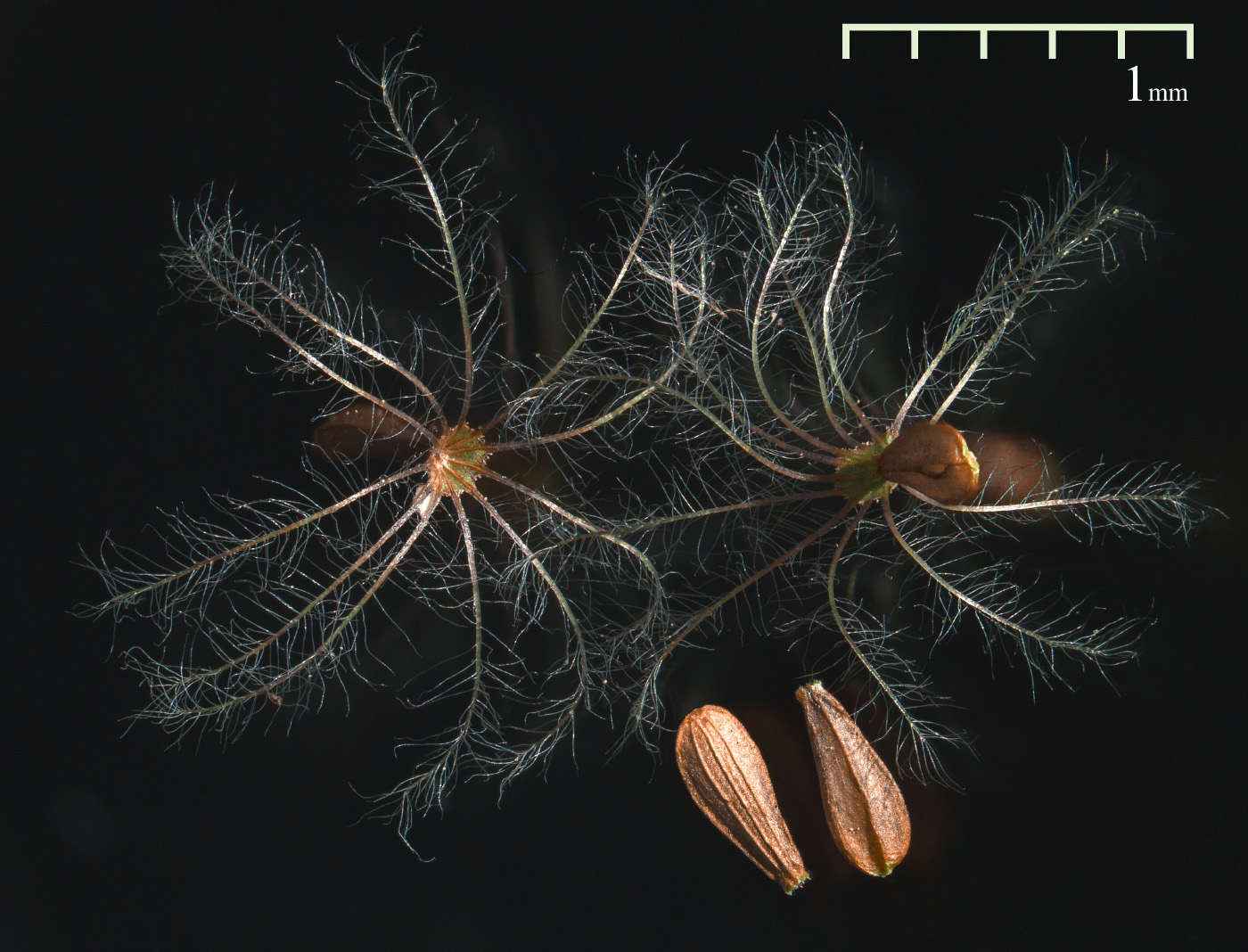 Image of Valeriana officinalis specimen.