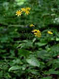 Lapsana grandiflora