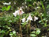 Linnaea borealis