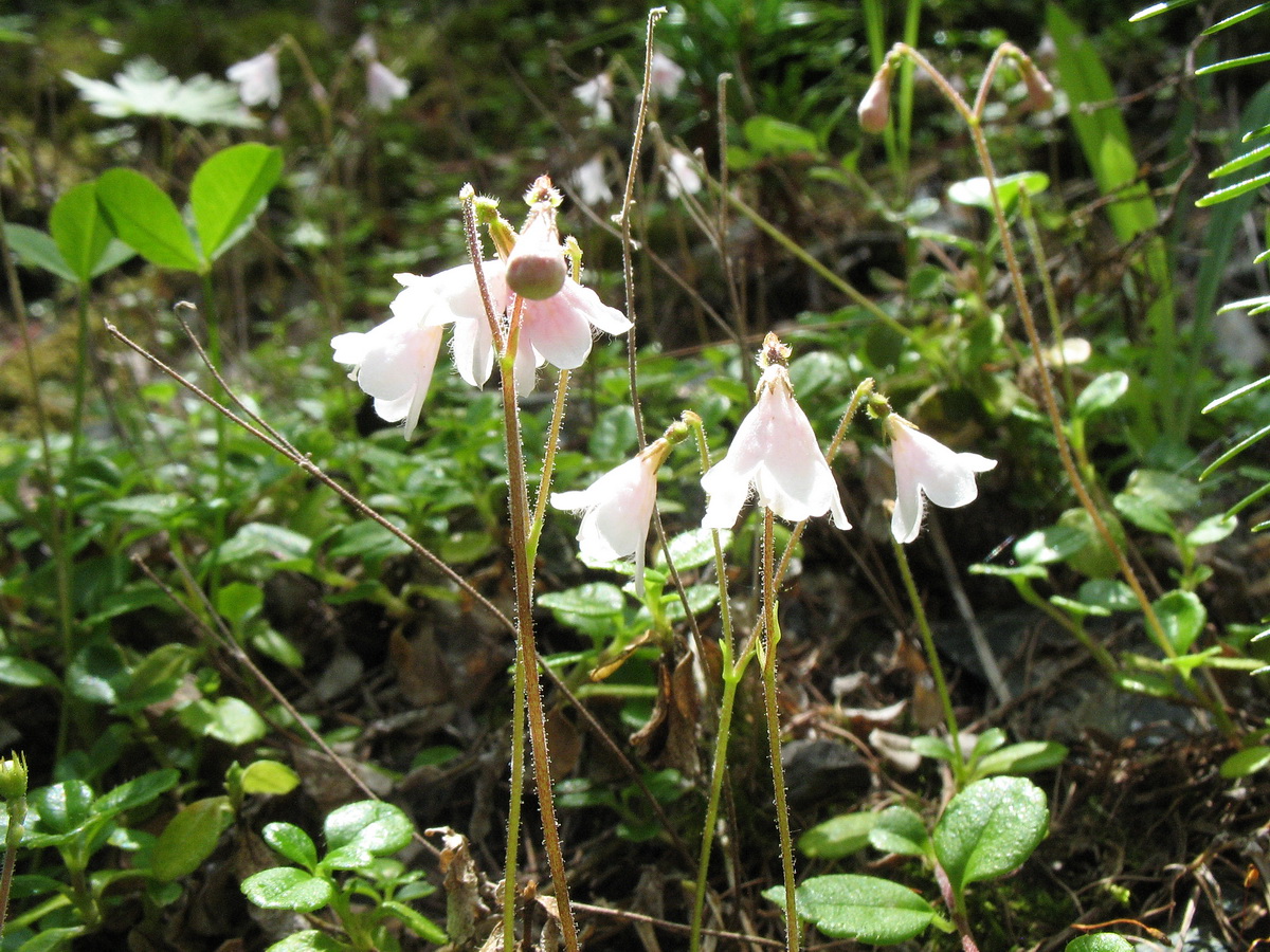 Image of Linnaea borealis specimen.