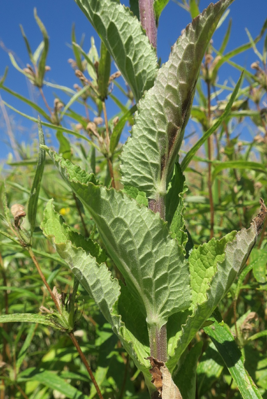 Image of Campanula bononiensis specimen.