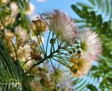 Albizia julibrissin