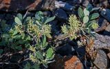 Salix glauca. Ветвь с соплодиями. Красноярский край, гор. округ Норильск, пос. Снежногорск, побережье Усть-Хантайского водохранилища, каменистый берег. 27.07.2023.