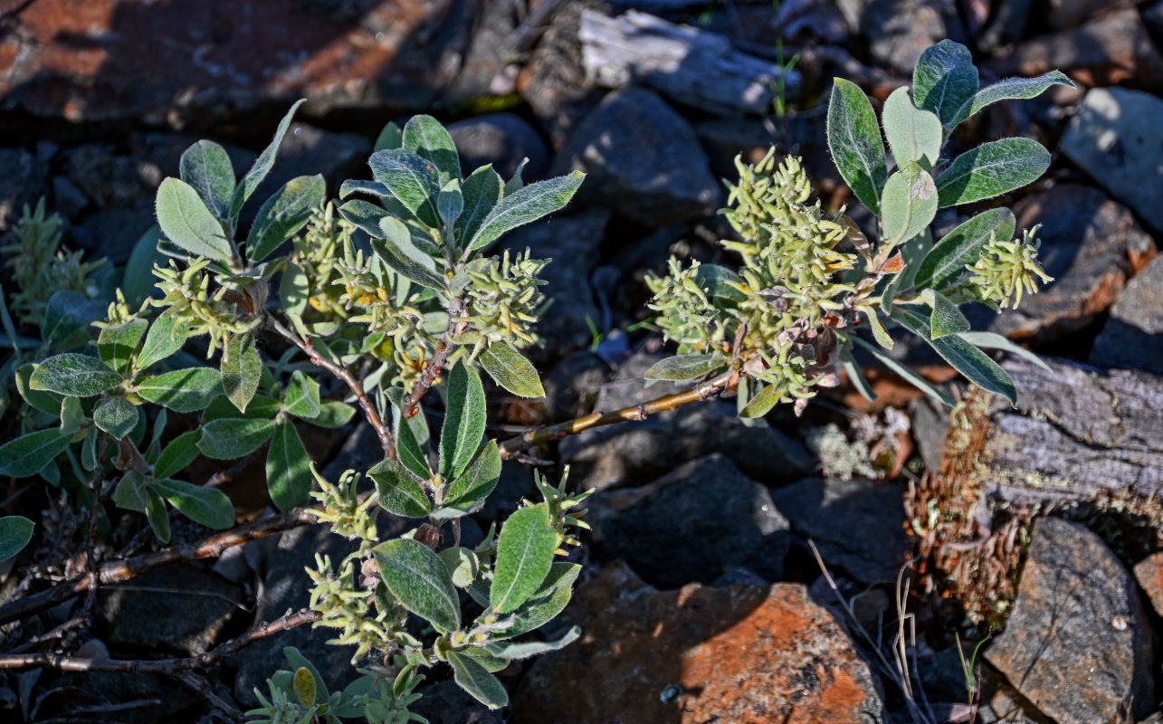 Изображение особи Salix glauca.