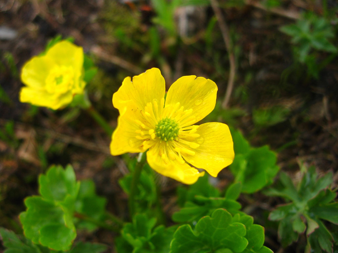 Изображение особи Ranunculus brachylobus.