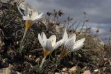 Crocus tauricus