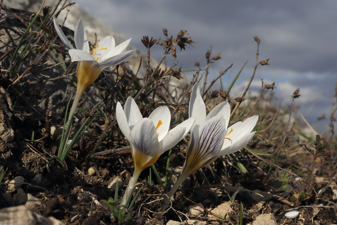 Изображение особи Crocus tauricus.