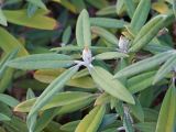 genus Rhododendron. Верхушки побегов. Краснодар, парк \"Краснодар\", Японский сад, в культуре. 21.03.2024.