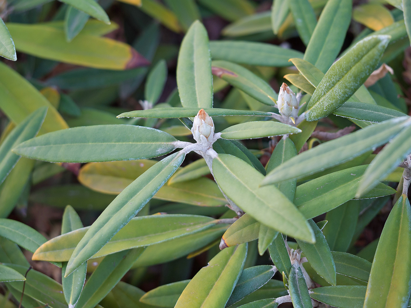 Изображение особи род Rhododendron.
