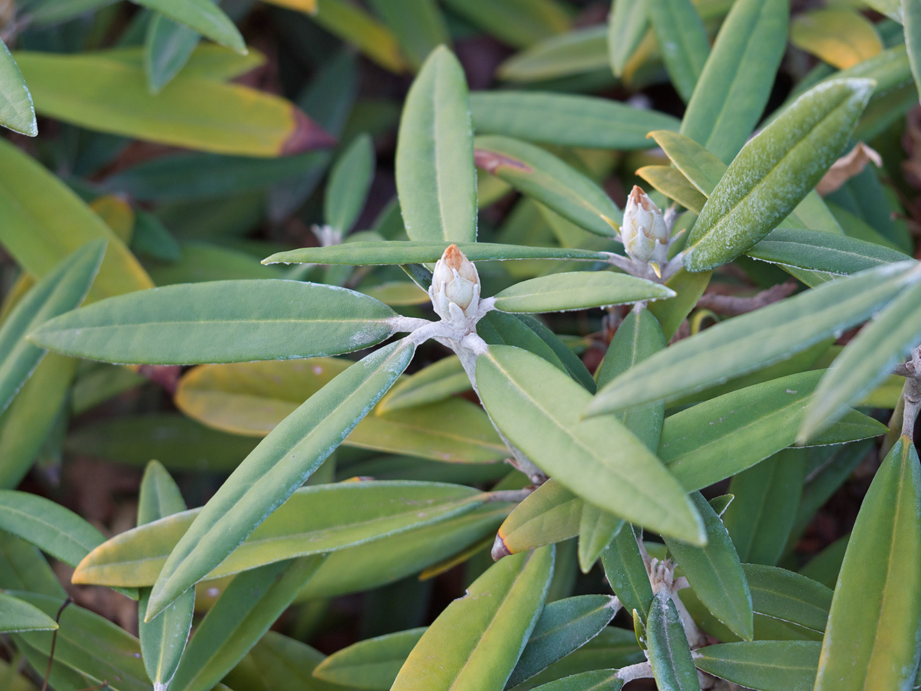 Image of genus Rhododendron specimen.