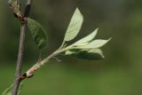 Amelanchier spicata