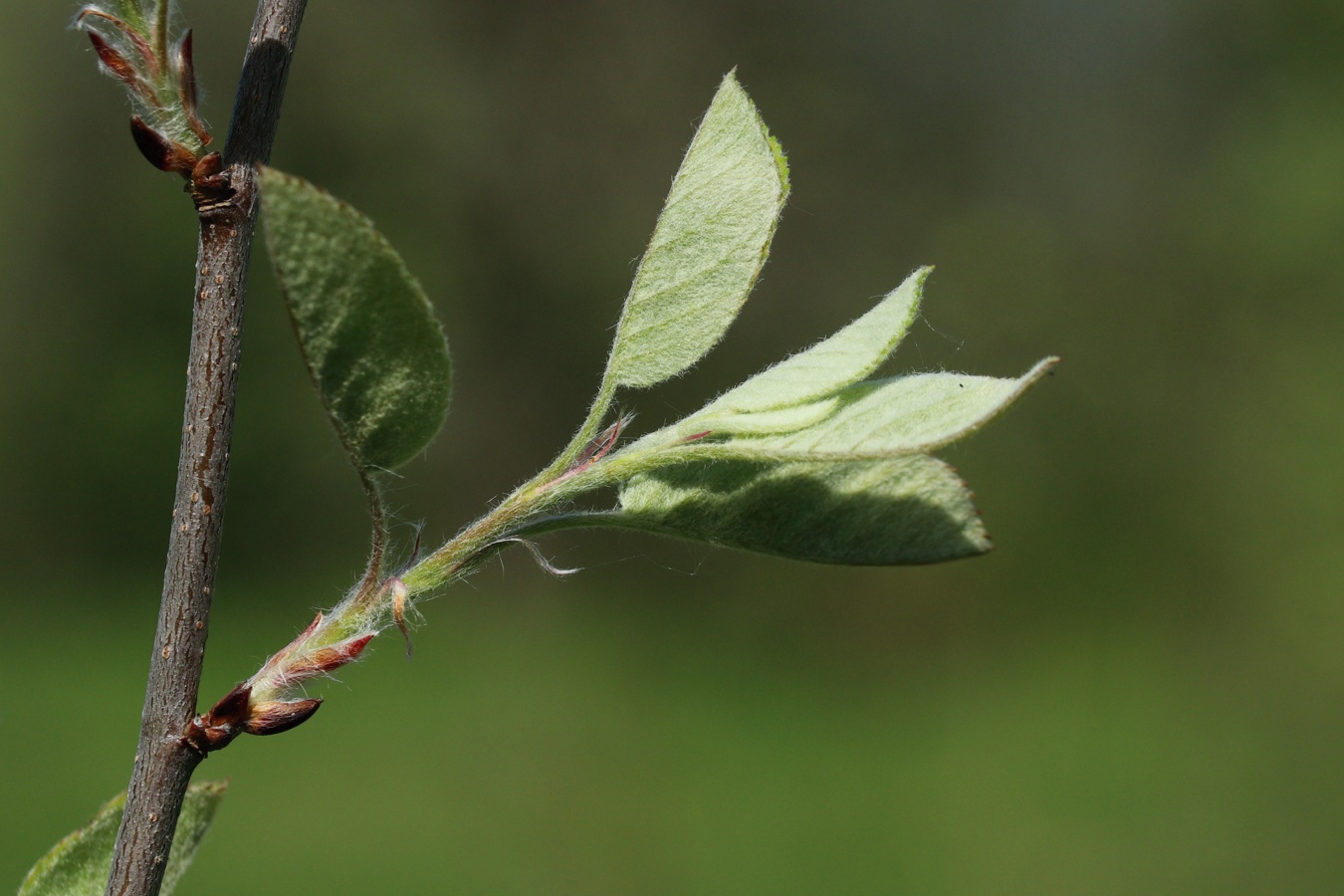 Image of Amelanchier spicata specimen.