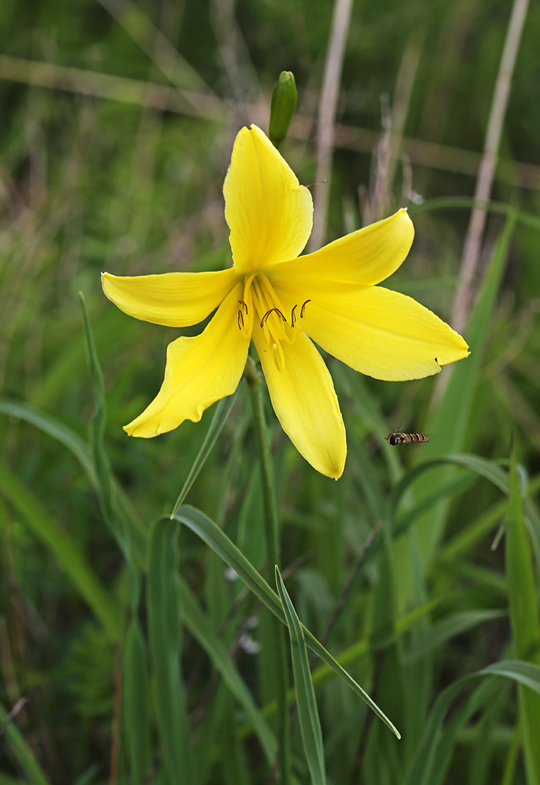 Изображение особи Hemerocallis minor.