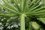 Heracleum sosnowskyi. Основание верхушечного соцветия; видны обёртки. Ульяновская обл., Мелекесский р-н, окр. с. Куликовка, дно переходящей в затопленный овраг сырой ложбины. 25.06.2023.