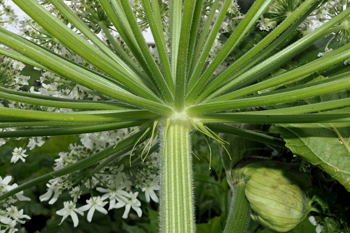 Изображение особи Heracleum sosnowskyi.