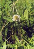 Trifolium montanum. Верхушка цветущего растения. Ростовская обл., Азовский р-н, у основания коренного берега Таганрогского залива в районе косы Очаковская. Середина мая 2006 г.