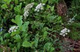 Thyselium palustre