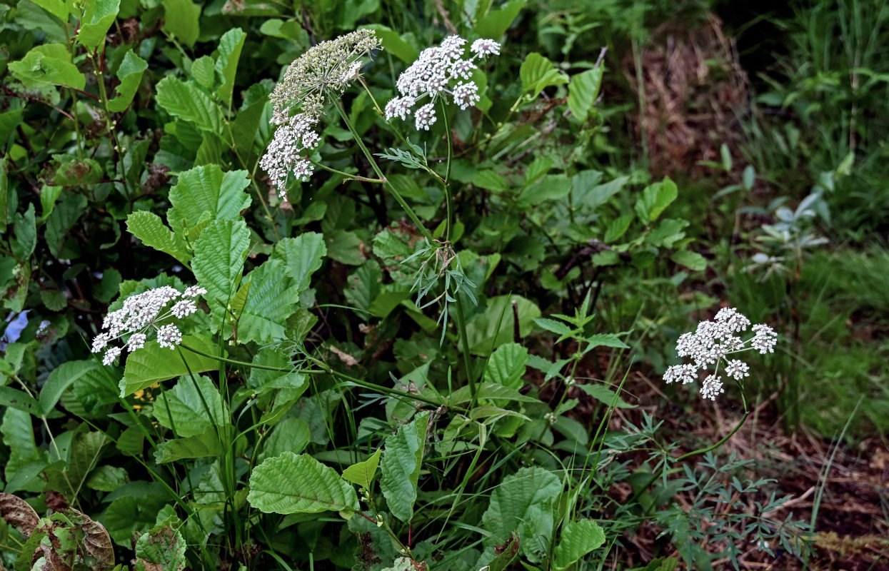 Image of Thyselium palustre specimen.