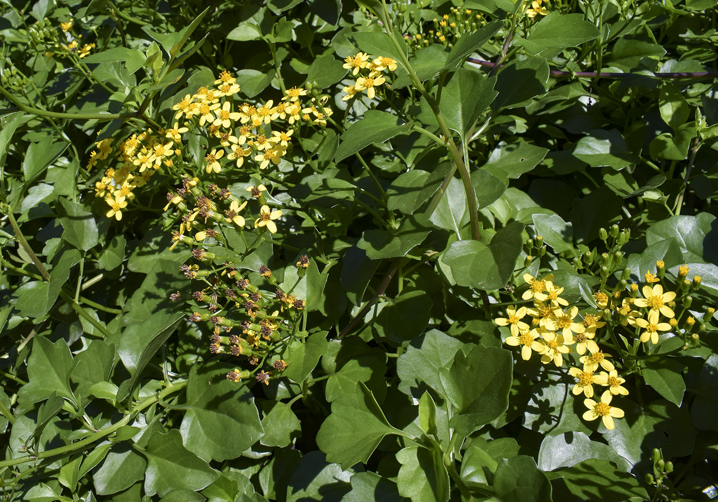 Изображение особи Senecio angulatus.