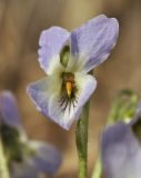 Viola collina