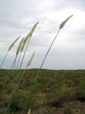 род Agropyron